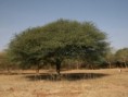 /album/acacia-tortilis-raddiana/acacia-tortilis-raddiana-albero-adulto-jpg/